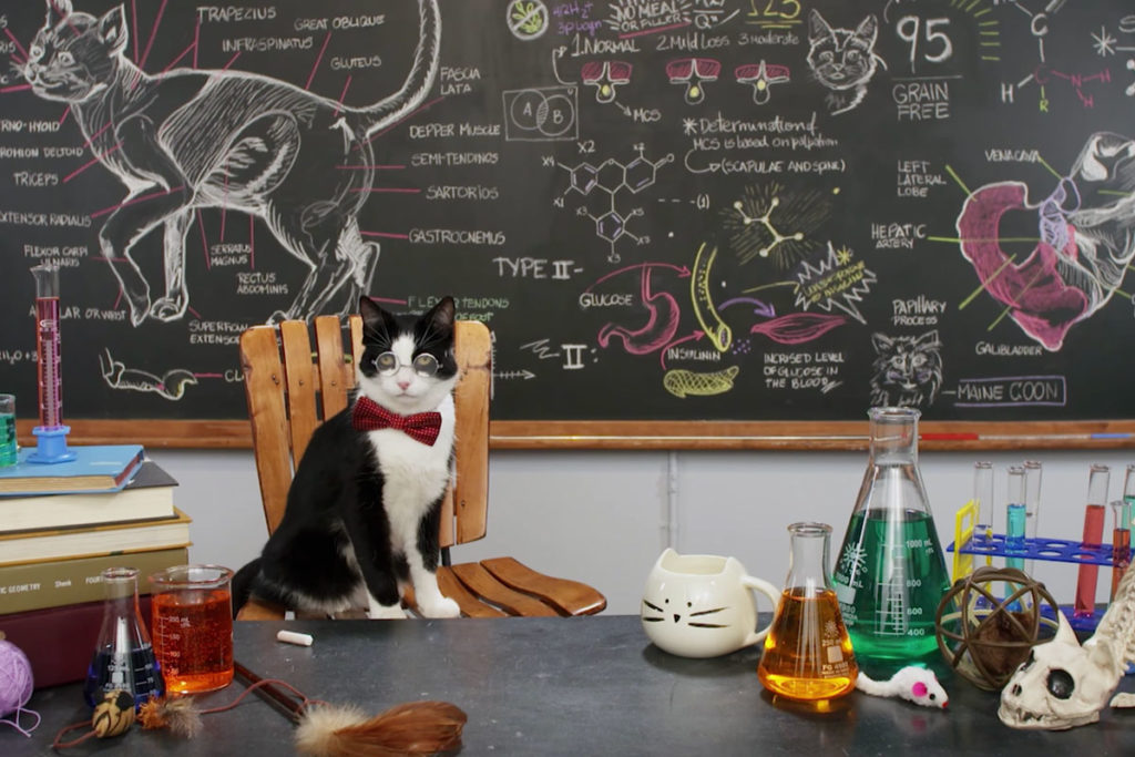 Purrfessor Cat™ in his lab with chalkboard