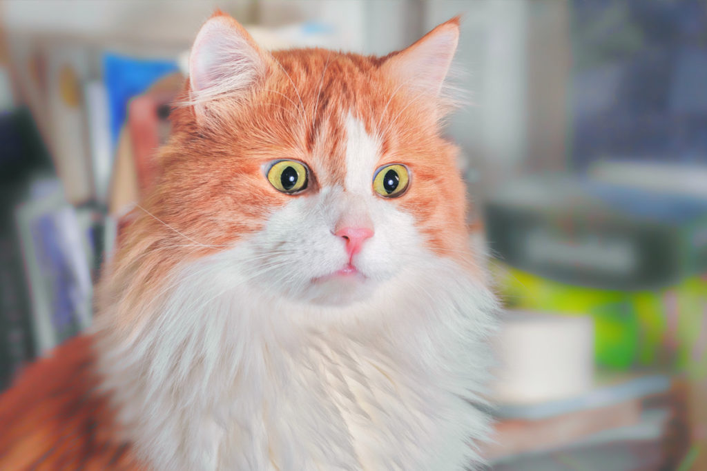 orange cat with scared eyes