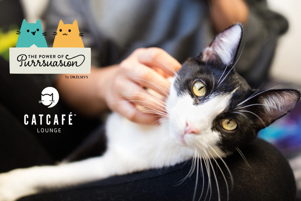 Dr. Elsey's Power of Purrsuasion at CatCafe Lounge