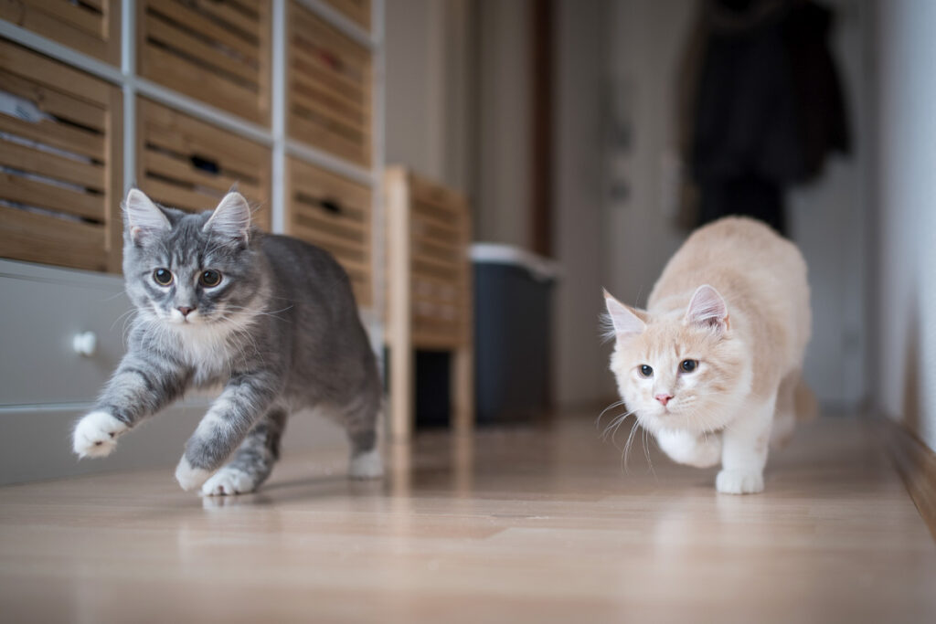 two cats running down a hallway